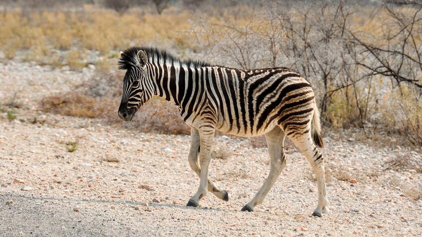 Zebra, ty prefíkaný nezbedník!