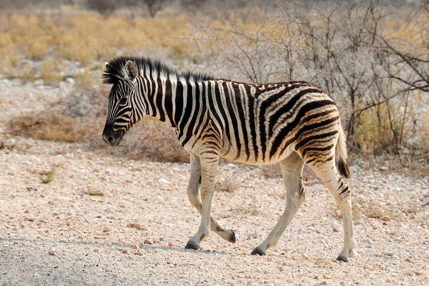 Zebra, ty prefíkaný nezbedník!